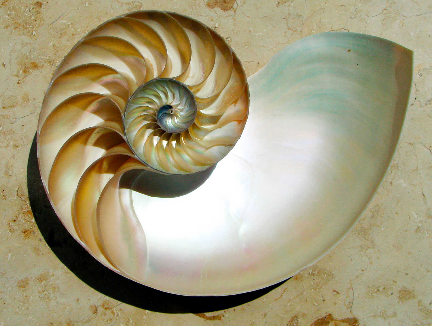 Nautilus con nácar en su interior