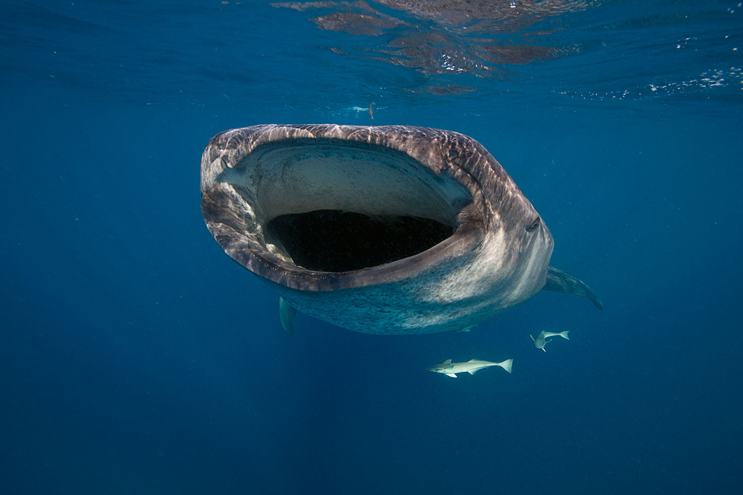 Un tiburón ballena, visto de frente