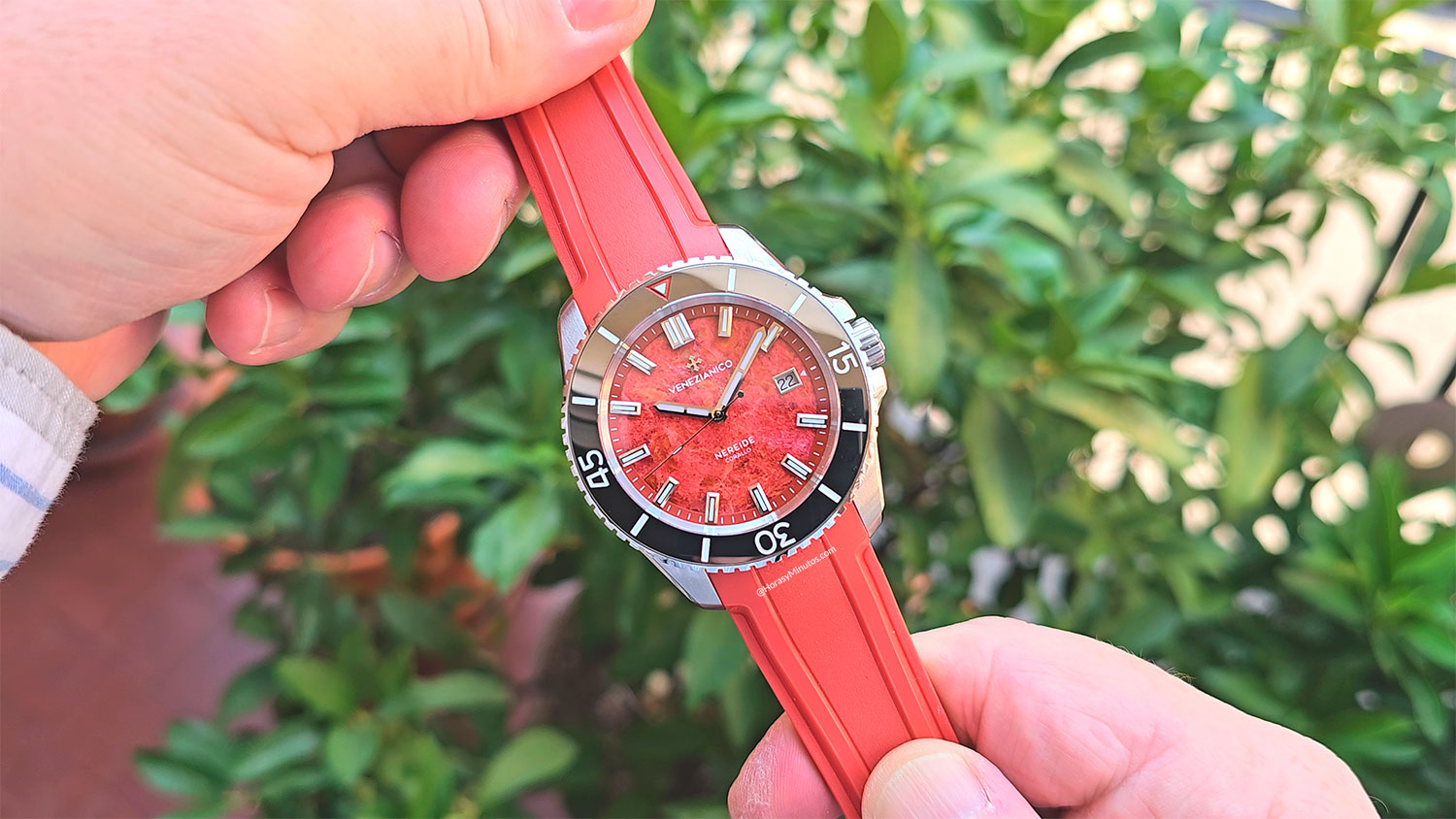 Venezianico Nereide Corello